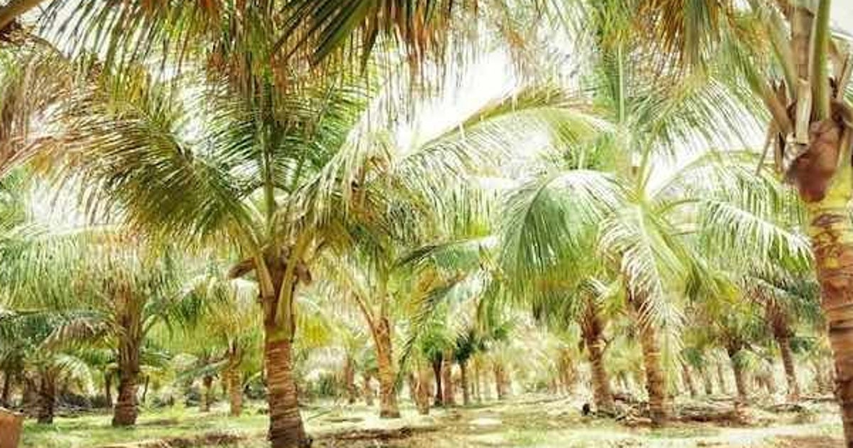 How Growing Coconuts In Deserts Is Helping Indian Farmers Improve