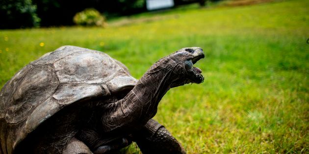 Jonathan the tortoise is blind and can't smell, but has excellent hearing.