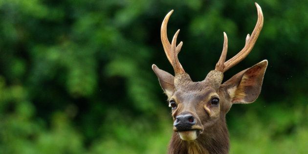 Deer Antlers Could Be Used For Ayurvedic Medicine, If Centre Gives