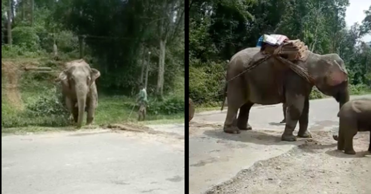 This Video Of An Elephant Struggling To Drag A Huge Log In Assam Is ...