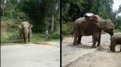 This Video Of An Elephant Struggling To Drag A Huge Log In Assam Is