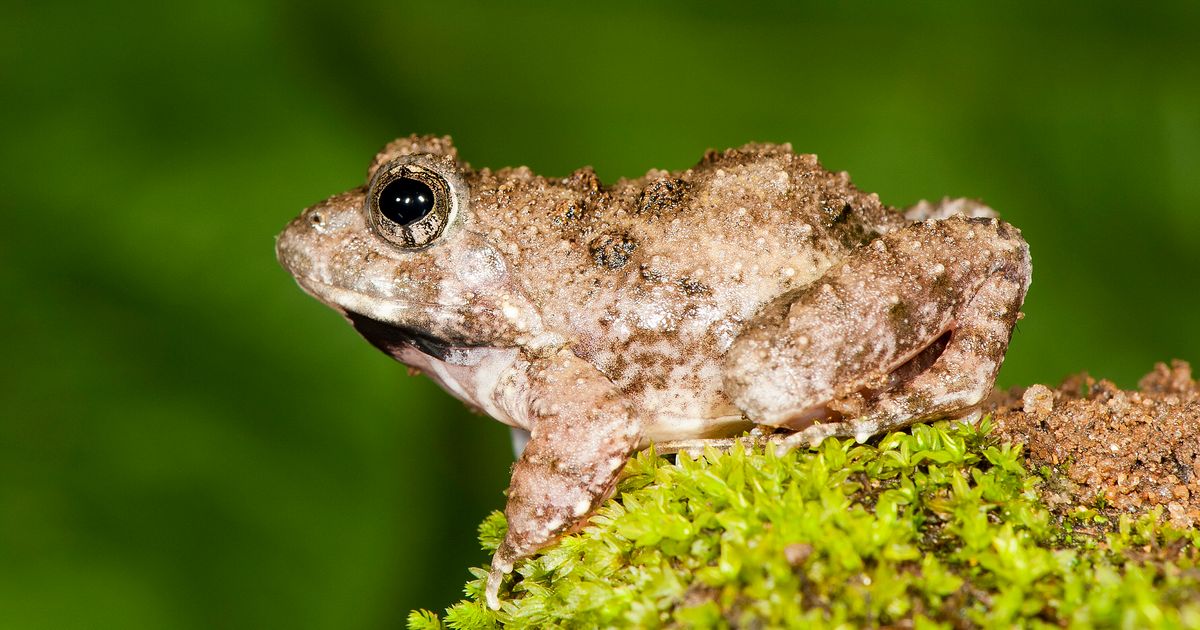 The Discovery Of Four New Frog Species Confirms Western Ghats Region As 