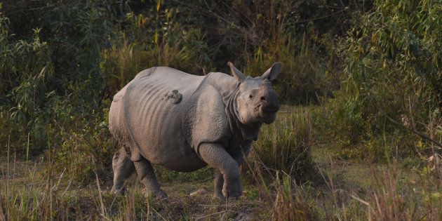 BBC Faces Five-Year Ban For Its 'Breach Of Trust' In Kaziranga ...