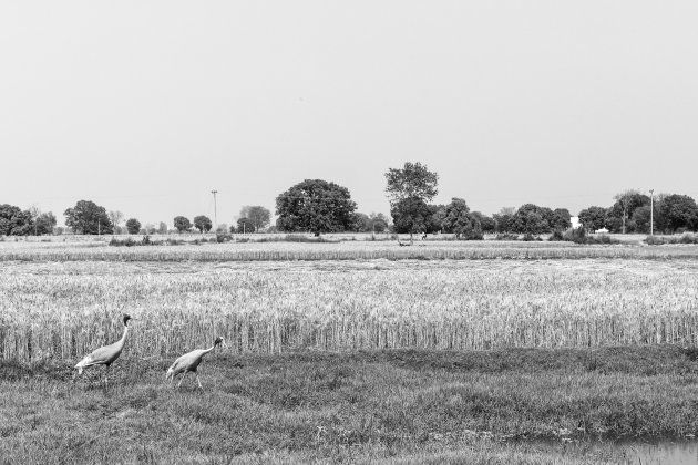 Two Sarus Cranes, state bird of Uttar Pradesh and a threatened species, at Basai Babas village in Hathras.