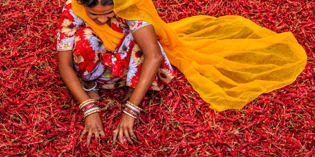 Young Indian woman sorting red chilli peppers near Jodhpur.