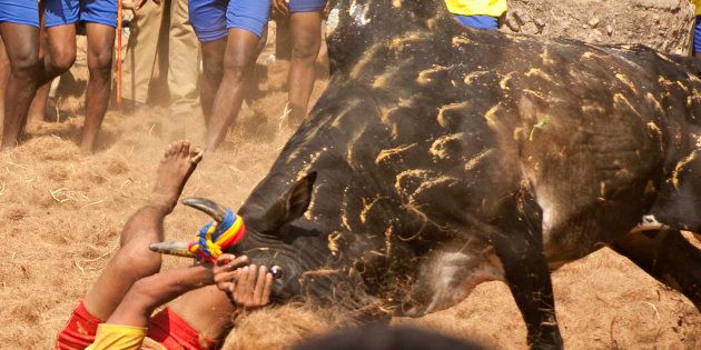 A participant holds back an angry bull during the traditional bull taming festival called 'Jallikattu' in Palamedu near Madurai, around 500km south of Chennai, on January 15, 2013.