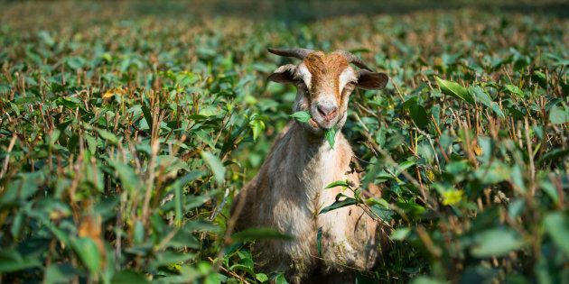 Representational image of a goat.