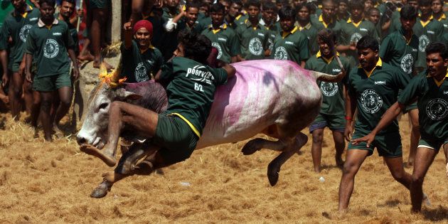 Men try to tame a bull at a traditional bull taming festival called 'Jallikattu' in Palamedu near Madurai, arround 500km south of Chennai on January 16, 2012.