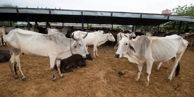 File photo of cows in the pathetic conditions at Hingonia Cow Rehabilitation Centre run by Jaipur Municipal Corporation, on August 11, 2016 in Jaipur, India.