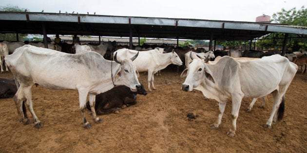 File photo of cows in the pathetic conditions at Hingonia Cow Rehabilitation Centre run by Jaipur Municipal Corporation, on August 11, 2016 in Jaipur, India.