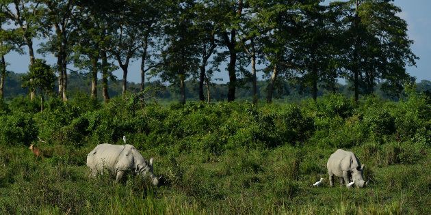Rhinos at Assam's Kaziranga National Park in a file photo.