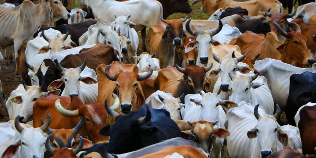 Rajasthan's Education Minister Believes That Cows Inhale And Exhale Oxygen | HuffPost Rajasthan's Education Minister Believes That Cows Inhale And Exhale Oxygen | HuffPost