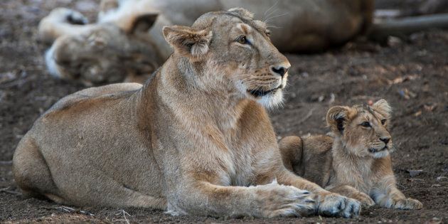 A file photo of lions at Gir.