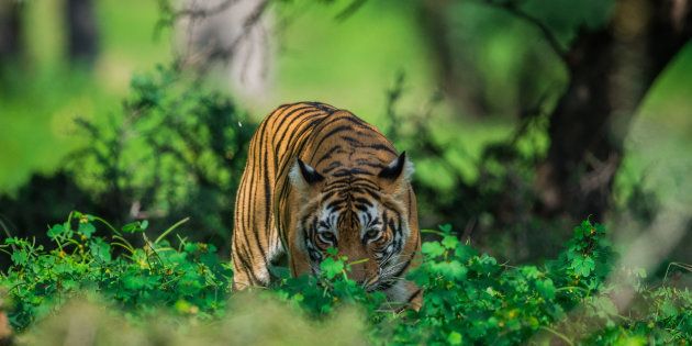 Representative image of a tigress in India.