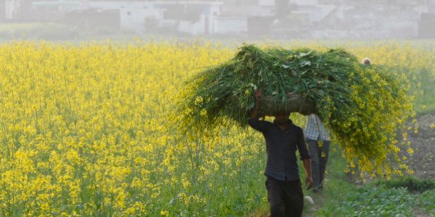 An Indian farmer carries mustard crop after harvest at Kanachak village, outskirts of Jammu, India, Monday, Feb.29, 2016. India pledged Monday to invest billions of dollars to improve the lives of farmers and boost the rural economy, drive consumer demand and stimulate growth. Finance Minister Arun Jaitely proposed spending nearly $13 billion on rural development, promising higher incomes for farmers who form the majority of India's 1.2 billion people.(AP Photo/Channi Anand)