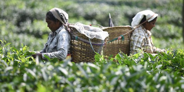 In this photograph taken on June 3, 2016, Indian tea plantation workers pick leaves in a tea garden in Kaziranga, some 250kms east of Guwahati.