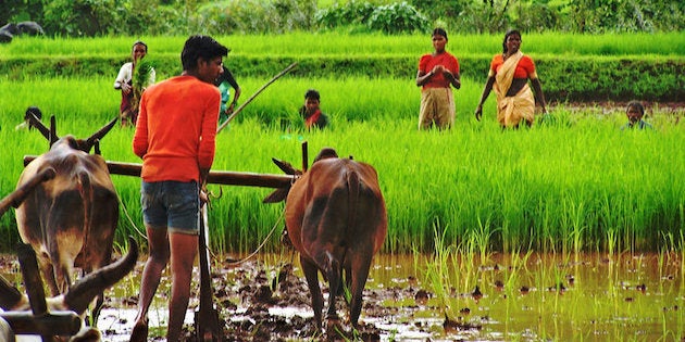 Cow Protection Spells Big Bull Problems For The Indian Farmer | HuffPost India