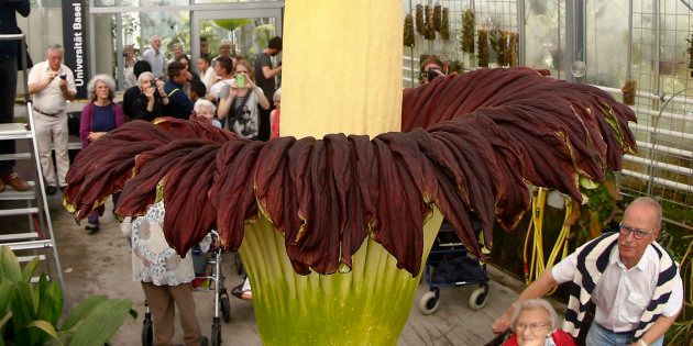 Visitors look at a blooming Titan Arum (Amorphophallus titanum), one of the world's largest and rare tropical flowering plants, at Basel's Botanical Garden September 29, 2014. The flower, which emits strong odour likened to rotting meat, which gives it it's common name 'corpse flower', wilts and dies after two days. Both the 'fragance' and the flower's meat-colouration attract pollinators - carrion flies and beetles. REUTERS/Arnd Wiegmann (SWITZERLAND - Tags: ENVIRONMENT SOCIETY)