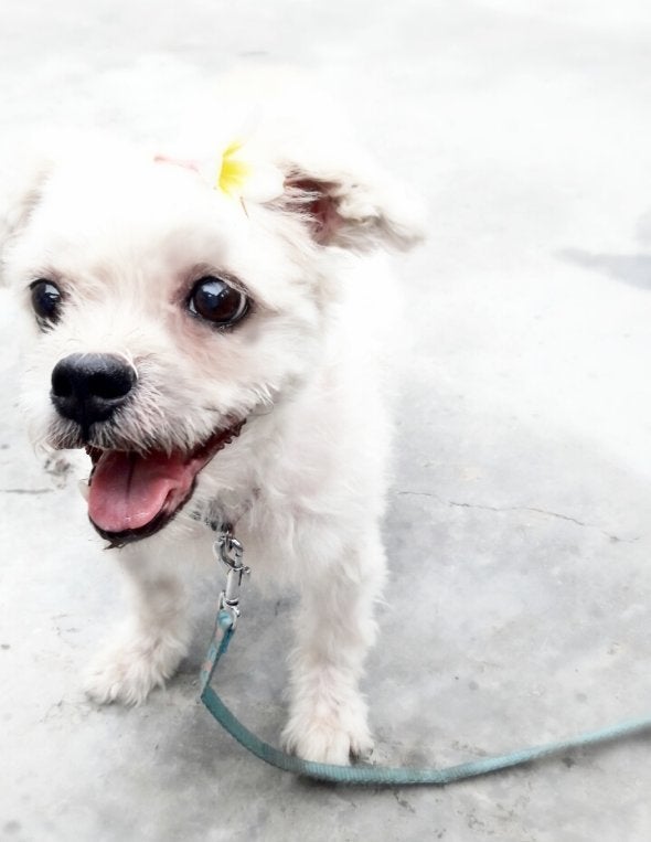 Lhasa Apso Angel after treatment