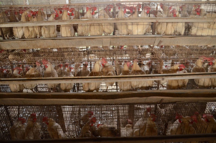 Battery cage chickens in India, Factory Farming, Humane Society International, HSI