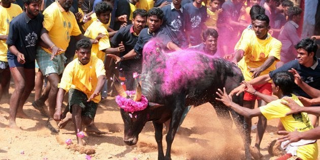 Jallikattu the ancient and bizarre bull-wrestling sport happens every year in the month of January throughout Tamil Nadu to celebrate Pongal.