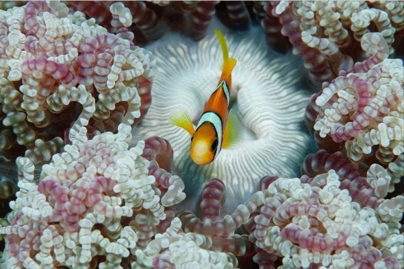 This could be Nemo at home in an anemone, South Andamans 2015.