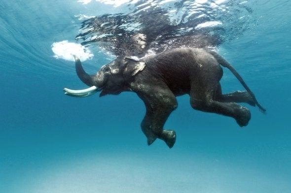 The (late) Rajan, the last of the swimming elephants, Andamans, 2012.