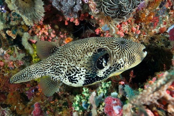 Giant puffer fish merges with its backdrop seamlessly, Komodo 2014.