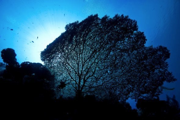 A fan coral silhouette, Komodo 2014.