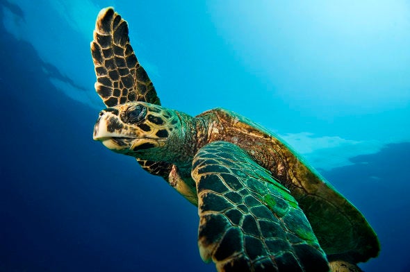 A hawksbill turtle poses for Sumer Verma.