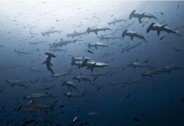 Hammerhead sharks, Galapagos islands 2014.