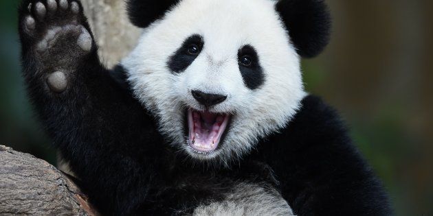 Good news for panda lovers!