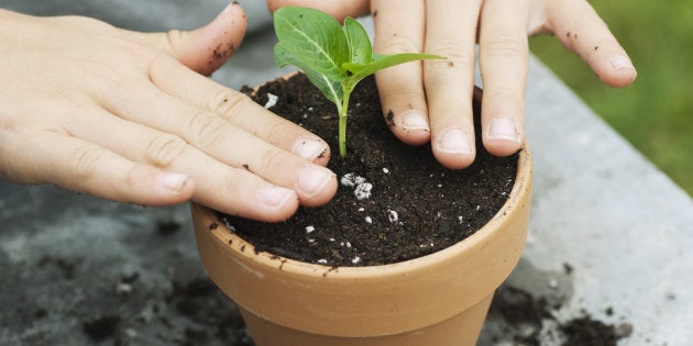 Girl putting plant in pot, cropped