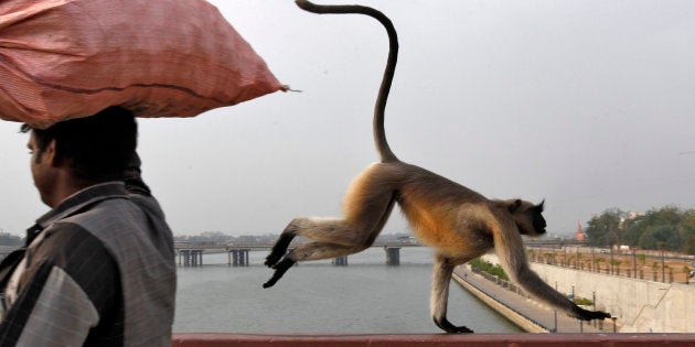 A monkey runs past a man as it crosses a bridge on the Sabarmati river in Ahmedabad.
