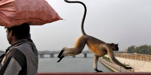 A monkey runs past a man as it crosses a bridge on the Sabarmati river in Ahmedabad.