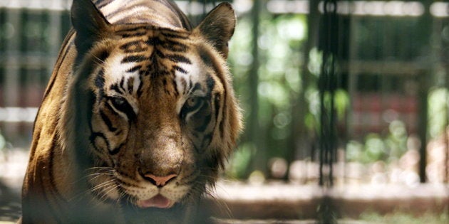 Indian tiger takes a stroll in its cage at a zoo in Bombay.