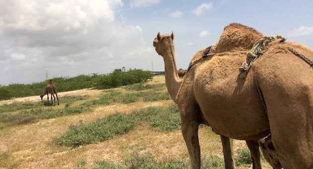 Camels often find it difficult to survive on sparse grazing grounds of Katchchh.