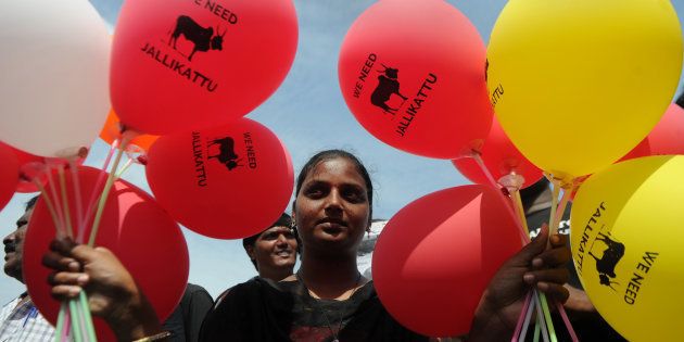 An Indian protester holds balloons during a demonstration against the ban on the Jallikattu bull taming ritual and call for a ban on animal rights orgnisation PETA, in Chennai on January 21, 2017. Prime Minister Narendra Modi has overturned a Supreme Court ban on a bull-wrestling festival that fuelled massive protests in southern India by demonstrators who called it an attack on their culture. / AFP / Arun SANKAR (Photo credit should read ARUN SANKAR/AFP/Getty Images)