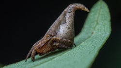 Mumbai Scientists Name Newly-Discovered Spider After Harry Potter Wizard, JK Rowling