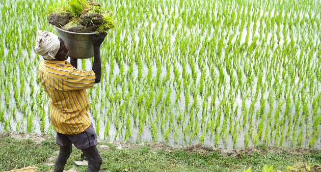 A field laborer carrying paddy transplants in Tamil Nadu