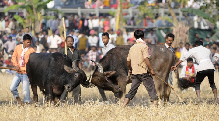Indians watch a traditional buffalo fight in progress at Ahatguri, some 80 kms away from Guwahati, the capital city of India�s northeastern state of Assam on 15 January 2014. The age-old buffalo fight is organised on the occasion of the harvest festival 'Bhogali Bihu' in Assam. PHOTO/ Biju BORO