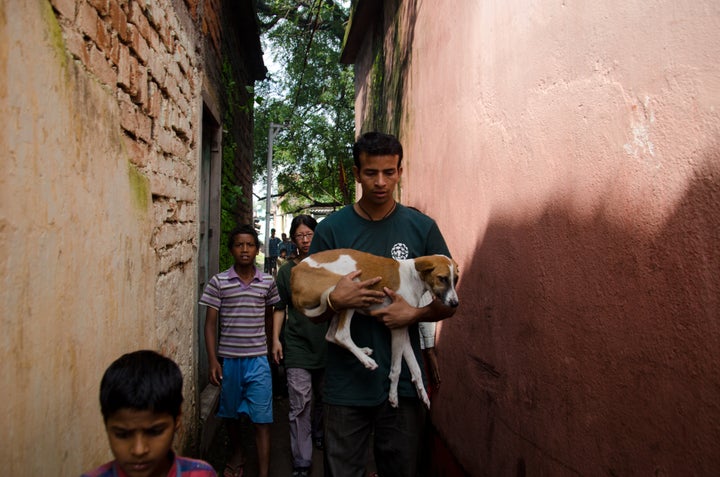 Street Dog Program, Jamshedpur, India Humane Society International, HSI