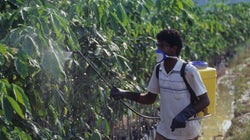 The Scourge Of DDT: Let There Be No Silent Spring for Mother