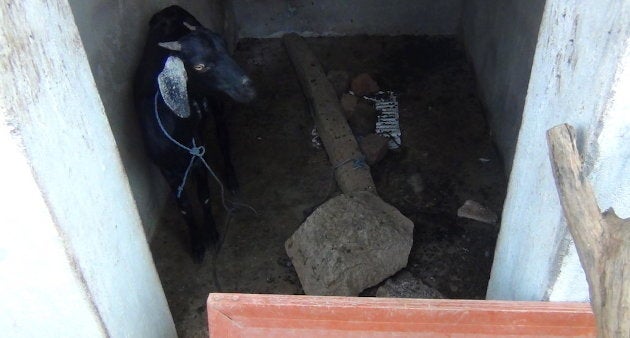 The water shortage has turned a toilet into a goat shed