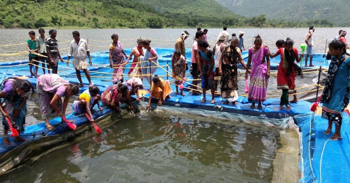 How Andhra Fisherfolk Netted Gains From Inland Fisheries | HuffPost Life