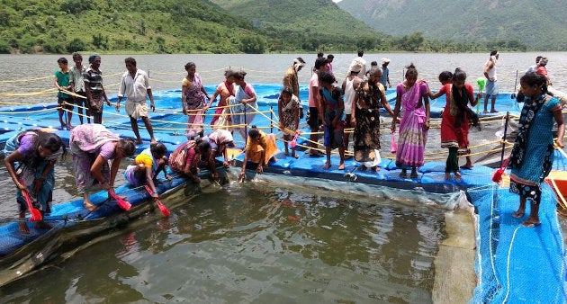 Fish is being grown to a marketable size by a cooperative society in Visakhapatnam in Andhra Pradesh