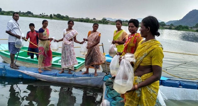 Rearing fish spawn in cages in Andhra Pradesh