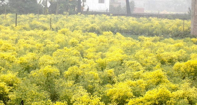 A cauliflower seed farm in Chakwara village of Vaishali district in Bihar