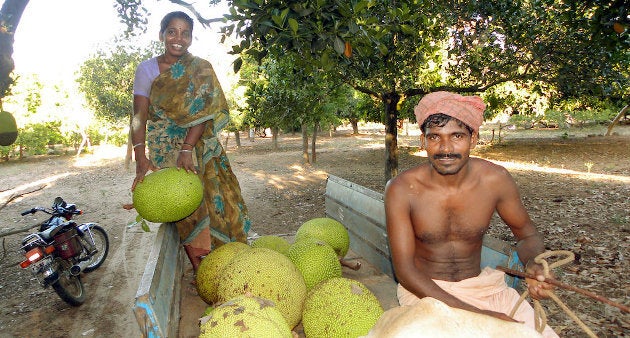 A farmer couple on their way to the market with their jackfruit harvest