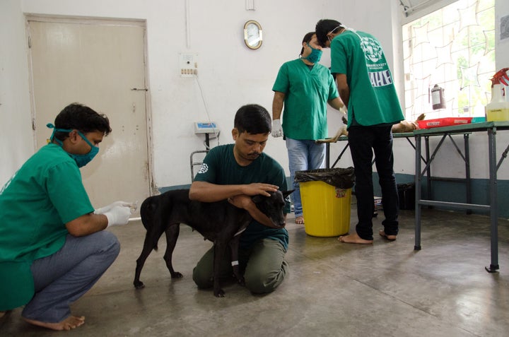 Street Dog Program, Jamshedpur, India Humane Society International, HSI